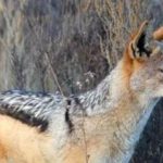 Seven Injured, Including Two Children, in Shocking Jackal Attack