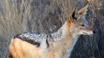 Seven Injured, Including Two Children, in Shocking Jackal Attack