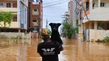 Unbelievable NGOs Rescue 300 Stray Animals Amid Vijayawada Floods