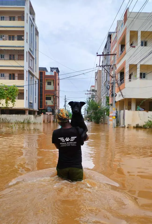 Unbelievable NGOs Rescue 300 Stray Animals Amid Vijayawada Floods